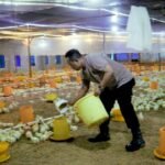 Jelang Masuki Masa Pensiun, Polisi Pemalang Ingin Bahagia dengan Beternak Ayam dan Kegiatan Sosial