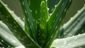 Tanaman Lidah Buaya (Ilustrasi Ai)