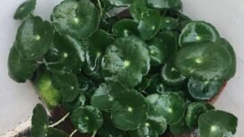 Centella Asiatica (IG: @rumah_danyza)