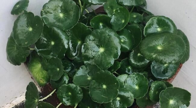 Centella Asiatica (IG: @rumah_danyza)