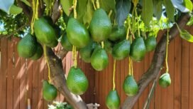 Tiga Belas Manfaat Buah Alpukat untuk Kesehatan Tubuh, Wajib Tahu! (IG: @jujun.juneidi)