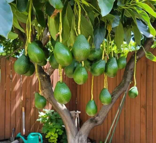 
					Tiga Belas Manfaat Buah Alpukat untuk Kesehatan Tubuh, Wajib Tahu! (IG: @jujun.juneidi)