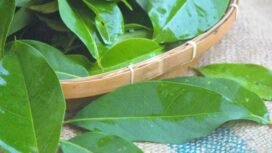 Jarang Diketahui! Ini 7 Khasiat Daun Salam untuk Kesehatan Tubuh (Sumber: kibrispdr)