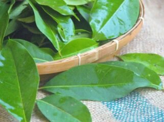 Jarang Diketahui! Ini 7 Khasiat Daun Salam untuk Kesehatan Tubuh (Sumber: kibrispdr)