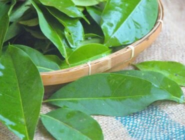 Jarang Diketahui! Ini 7 Khasiat Daun Salam untuk Kesehatan Tubuh (Sumber: kibrispdr)
