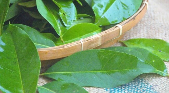 Jarang Diketahui! Ini 7 Khasiat Daun Salam untuk Kesehatan Tubuh (Sumber: kibrispdr)