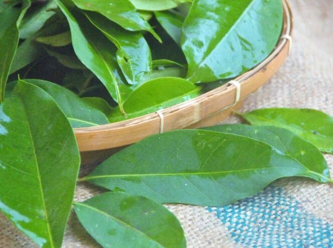 
					Jarang Diketahui! Ini 7 Khasiat Daun Salam untuk Kesehatan Tubuh (Sumber: kibrispdr)