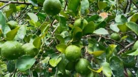 Manfat Hebat Jeruk Nipis Bagi Tubuh Dan Kulit 