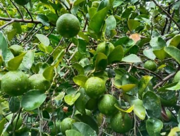 Manfat Hebat Jeruk Nipis Bagi Tubuh Dan Kulit 