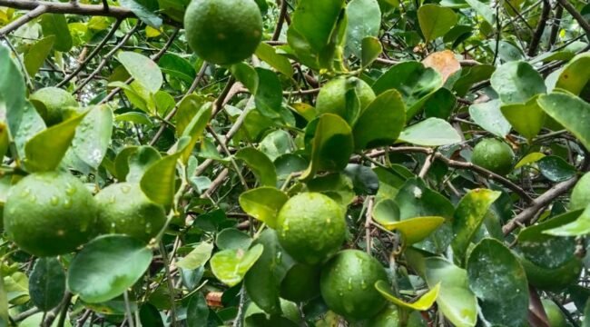 Manfat Hebat Jeruk Nipis Bagi Tubuh Dan Kulit 