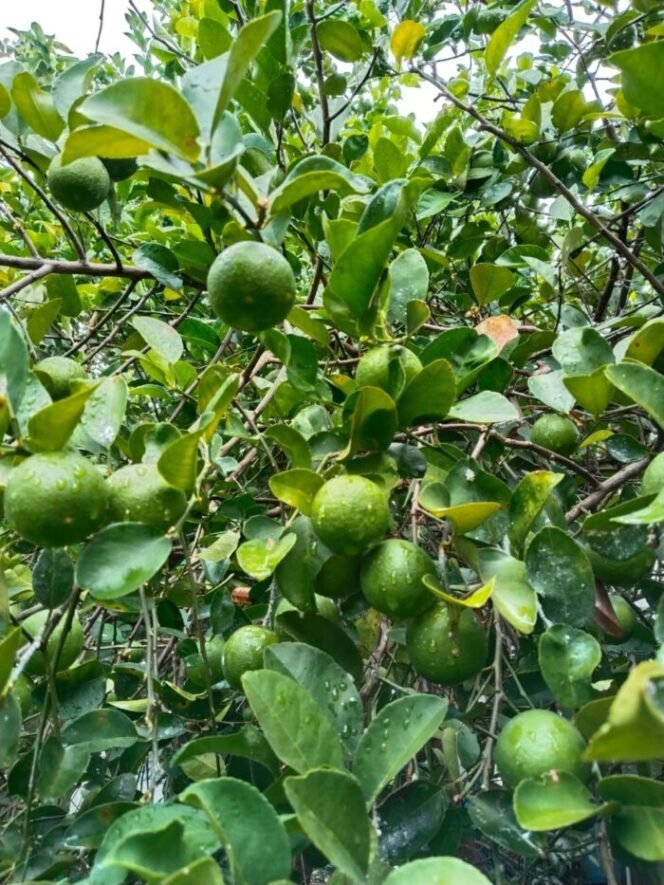 
					Manfat Hebat Jeruk Nipis Bagi Tubuh Dan Kulit 