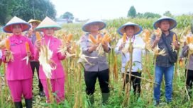 Kapolres Pemalang, AKBP Rendy Setia Permana, untuk pertama kalinya memimpin panen jagung di lahan Balai Penyuluhan Pertanian (BPP) Randudongkal, pada Rabu (20/8) lalu.
