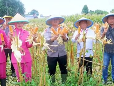 Kapolres Pemalang, AKBP Rendy Setia Permana, untuk pertama kalinya memimpin panen jagung di lahan Balai Penyuluhan Pertanian (BPP) Randudongkal, pada Rabu (20/8) lalu.
