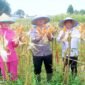 Kapolres Pemalang, AKBP Rendy Setia Permana, untuk pertama kalinya memimpin panen jagung di lahan Balai Penyuluhan Pertanian (BPP) Randudongkal, pada Rabu (20/8) lalu.