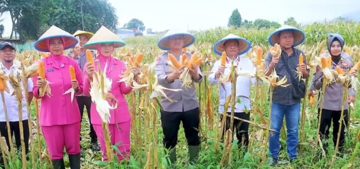 Kapolres Pemalang, AKBP Rendy Setia Permana, untuk pertama kalinya memimpin panen jagung di lahan Balai Penyuluhan Pertanian (BPP) Randudongkal, pada Rabu (20/8) lalu.