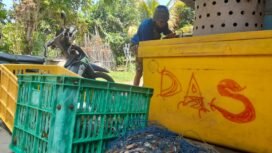 terkenal sebagai Desa sentra tangkapan ikan dan rajungan, Desa Danasari mempunyai potensi besar sebagai desa pengembang inovasi pangan bernilai tambah dari hasil laut