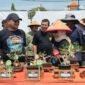 512 Pecinta Bonsai Ikuti Kontes Bonsai Tingkat Nasional di Pemalang