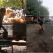Kolase: Pekerja dari Dinas Pariwisata dan Kebudayaan Pemalang membersihkan sampah di Pantai Widuri 